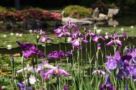 平安神宮の花菖蒲