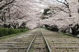 インクラインの桜