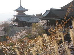 清水寺の桜