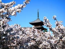 五重塔と御室桜