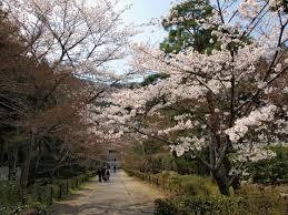 桜の馬場