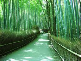 竹林