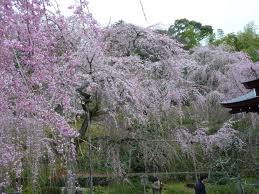天龍寺の桜