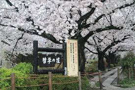 哲学の道の桜
